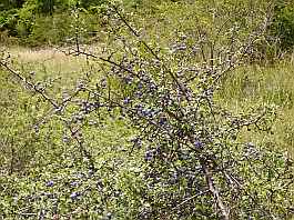 Weg zur Chute de la Druise