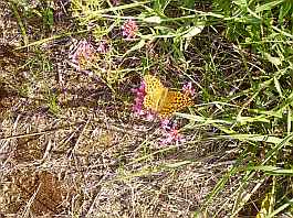 Im Wald von Saou (Foret de Saou)