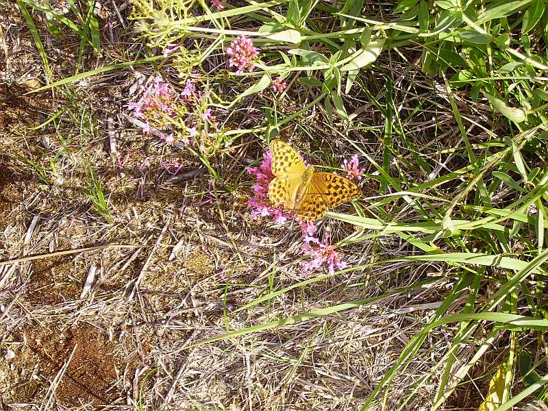 Im Wald von Saou (Foret de Saou)