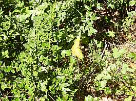 Im Wald von Saou (Foret de Saou)