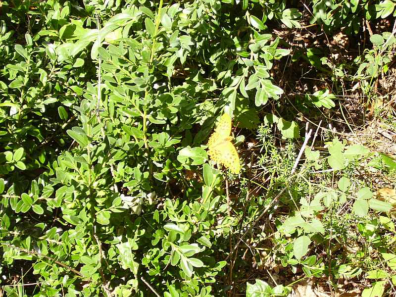 Im Wald von Saou (Foret de Saou)