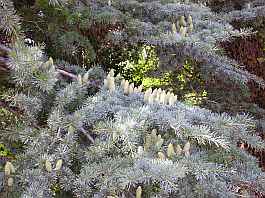 Im Wald von Saou (Foret de Saou)