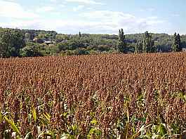 Hirsefelder bei Lambres