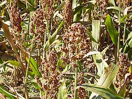 Hirsefeld bei Lambres