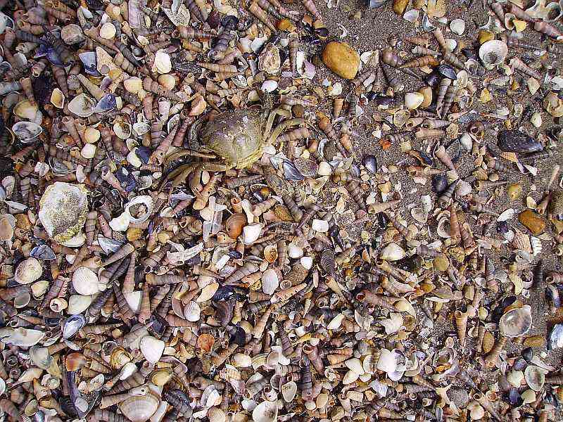 Avignon:  Die Fähre zur Stadt