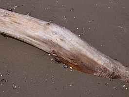 Saintes-Maries-de-la-Mer